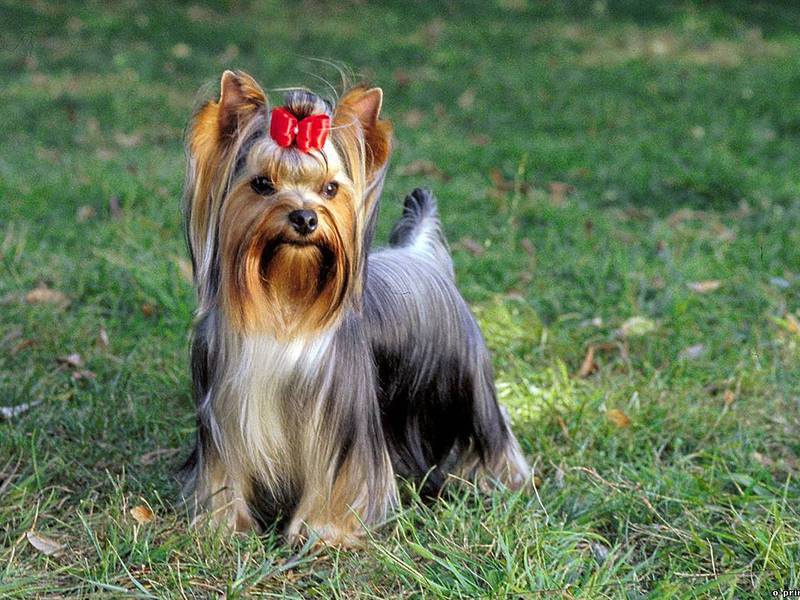 פריכנסקי לירקי