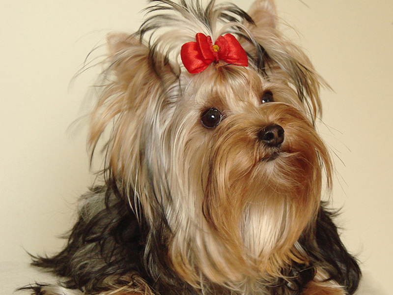 האכלת היורקים