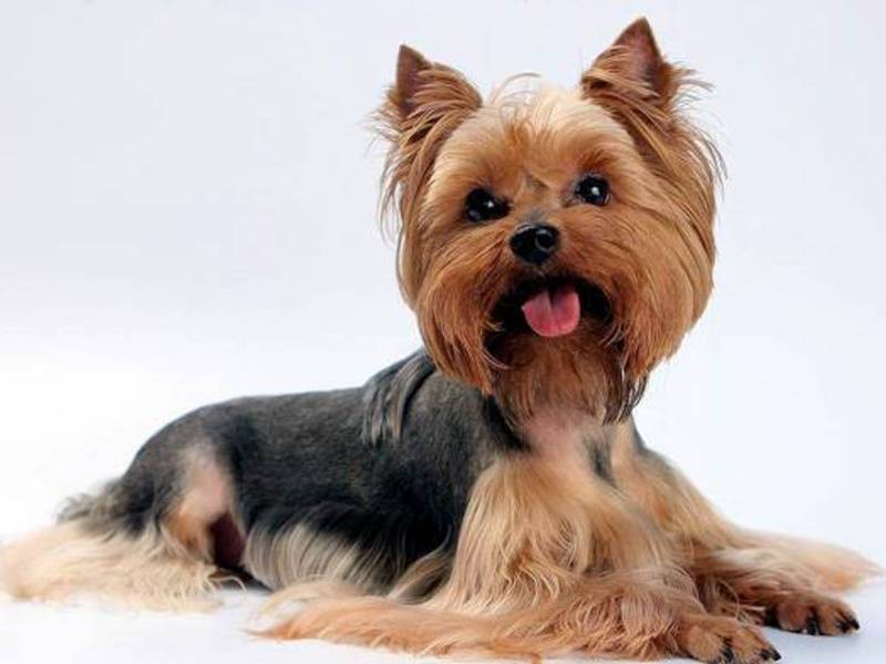 איך לשמור יורקשייר בבית