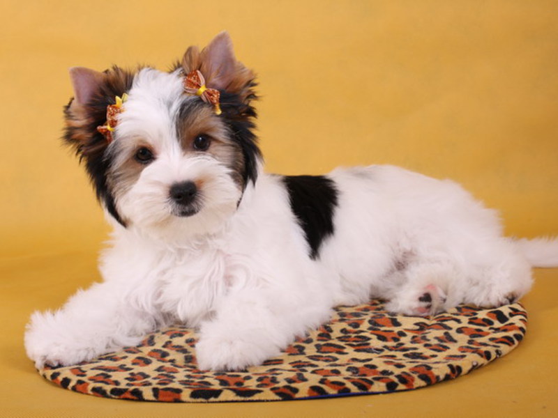 טיפול ביורקות בבית