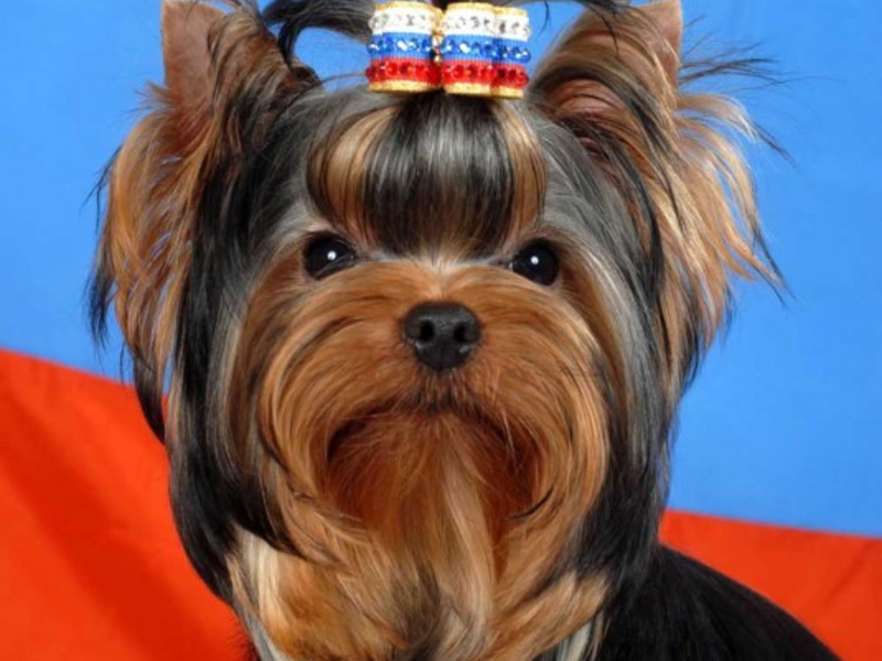 גזע כלבים יורקשייר טרייר