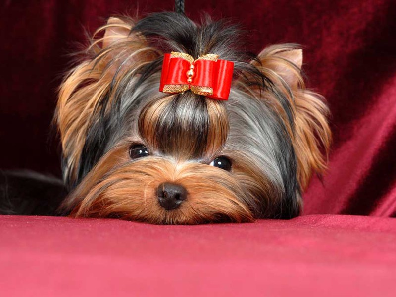 דגימות יפות של יורקשייר