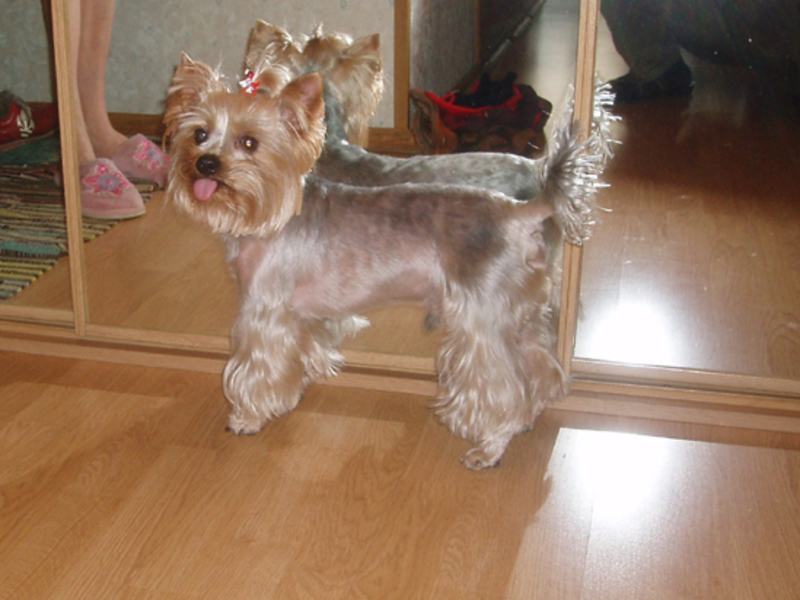 גורי יורק טרייר