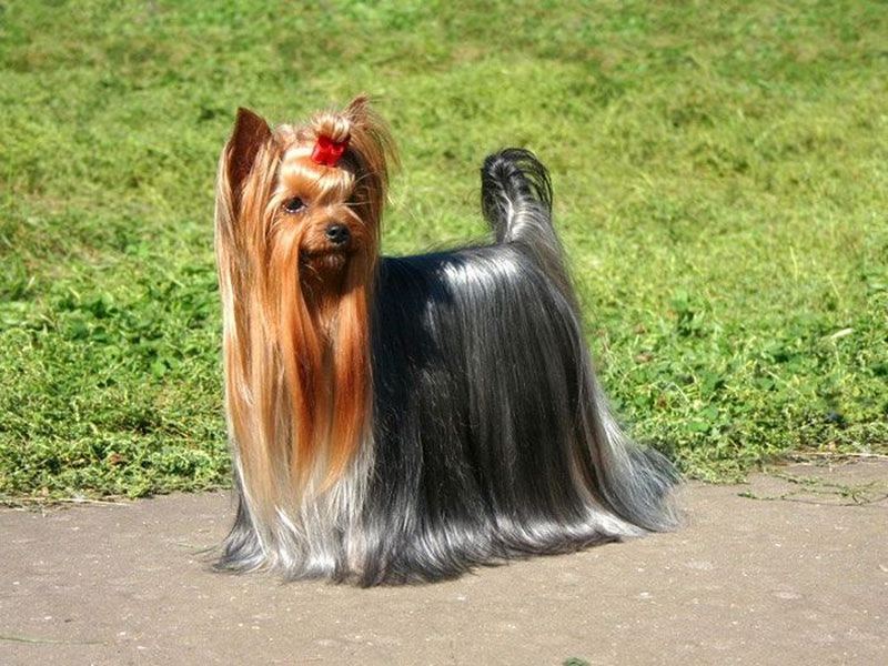 מהו אופיו של כלב ירק?