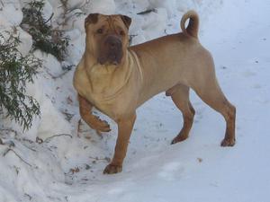 שאר פיי: תיאור גזע, מאפיינים, טיפול