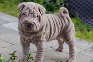 מחלות כלבים של שאר פיי אילו מחלות יכול שאר פיי לחלות?