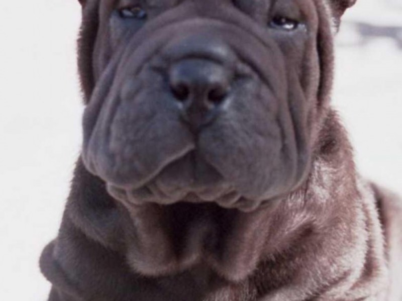 מראה של שאר פיי מראה של שר פיי