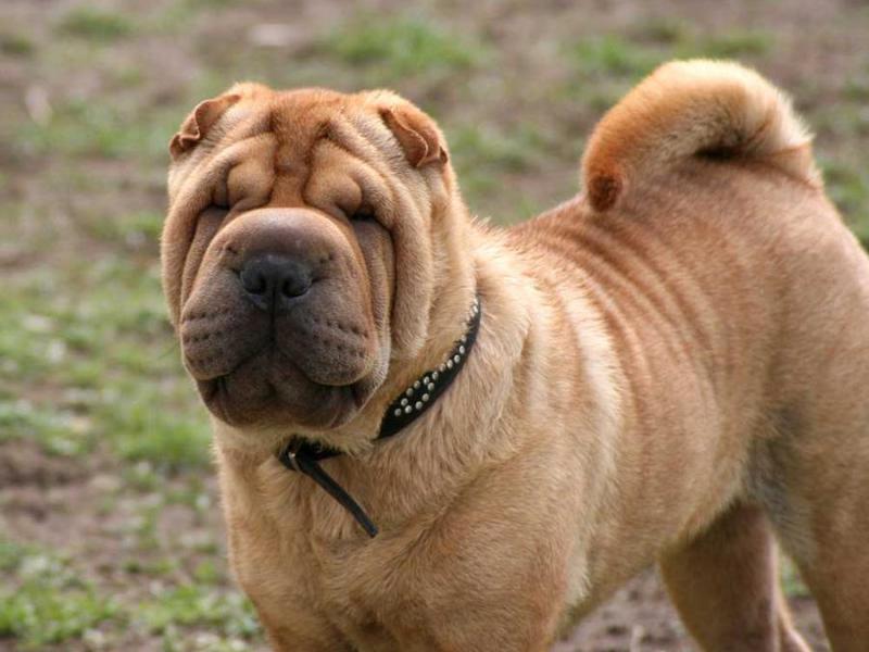 טיפול בשאר פיי טיפול ביחידים של שאר פיי