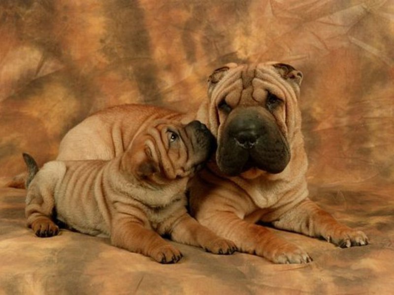 תיאור גזע שר פיי גזע כלבים שר פיי