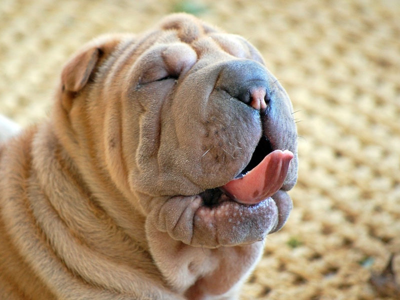 איך לטפל בשאר פיי מאפייני גזע שר פיי