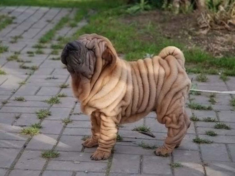 גור שאר פיי כלב שר פיי