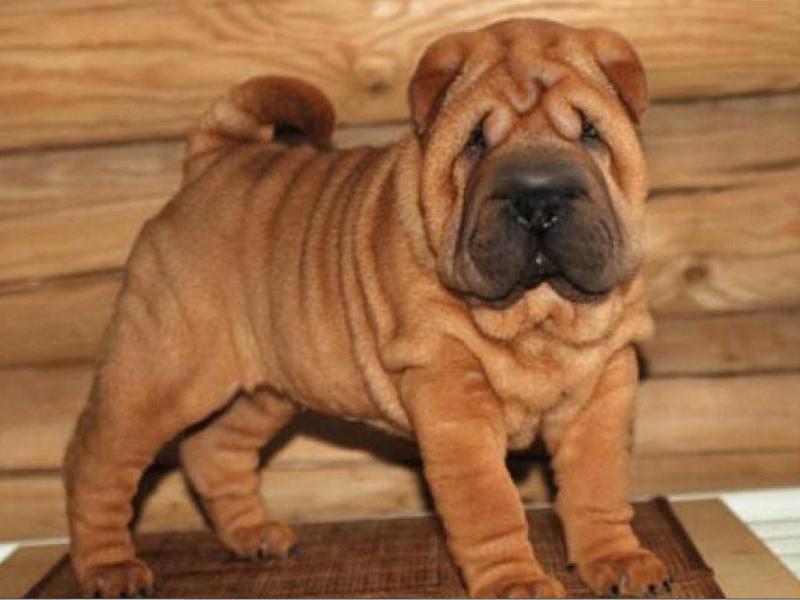 גור שאר פיי מראה של שר פיי