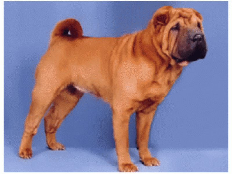 מאפייני גזע כלב שר פיי