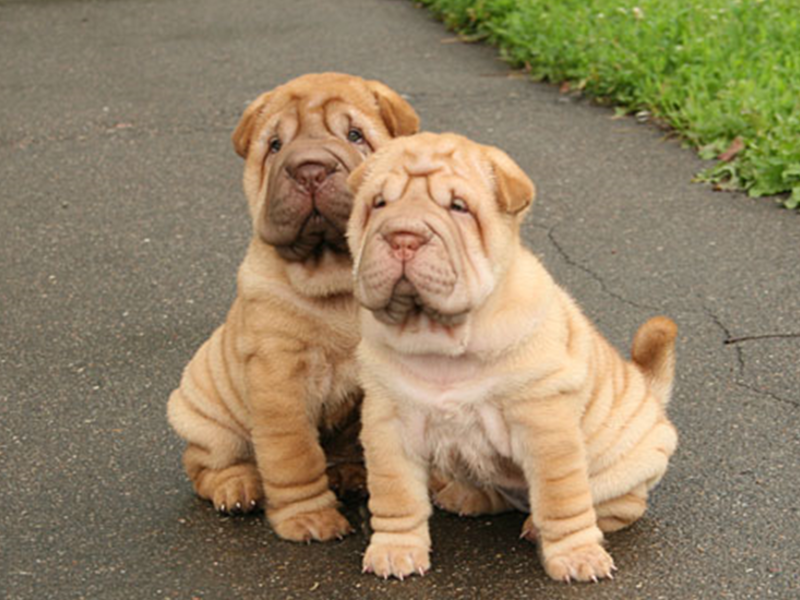 גורי שאר פיי איך להניק גורי שאר פיי