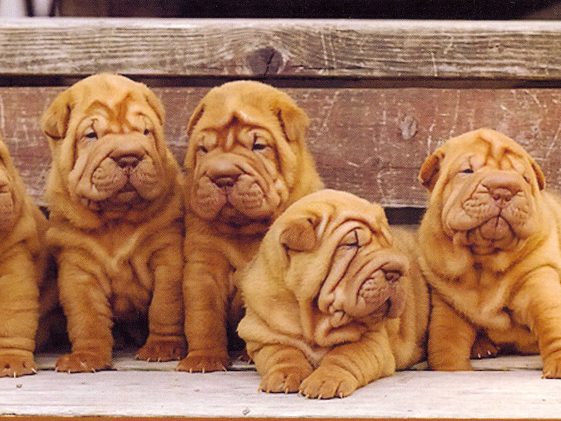 אילוף שאר פיי מה אוכלים שאר פיי?