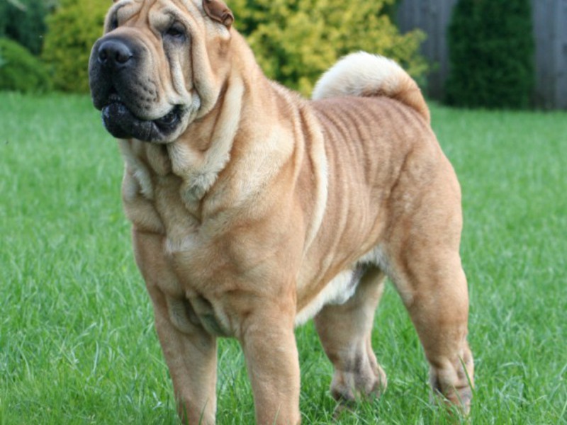 מעיל שרפיי תיאור הגזע