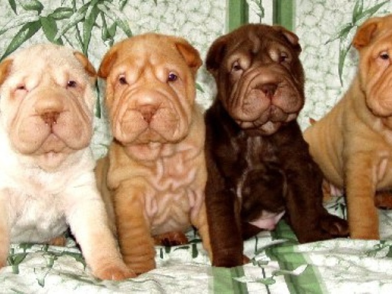 תכונות של סוג הצמר סוג הפרווה של שר פיי