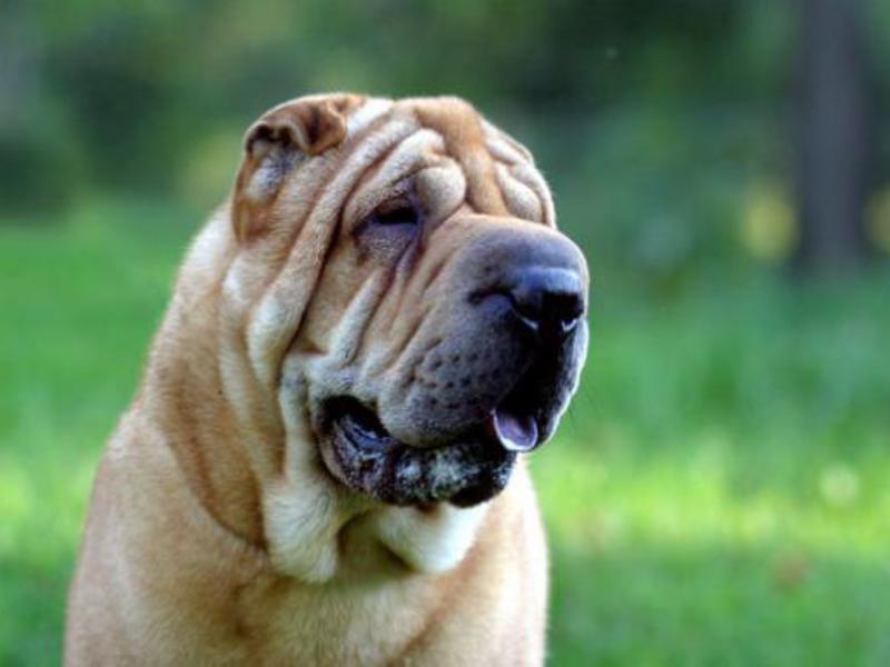 צביעת שארטי אישיות כלב שר פיי