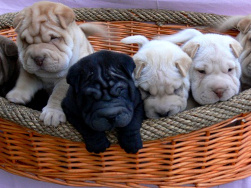 מה להאכיל גורי שאר פיי מאפייני גזע שר פיי