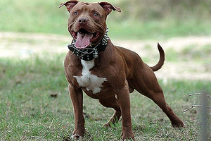 כלב פיטבול גזע כלבים פיטבול