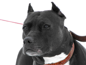 היסטוריה של גזע הפיטבול תכונות אופייניות של פיטבולים