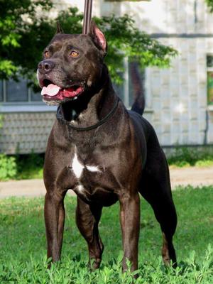 גזע כלבים פיטבול