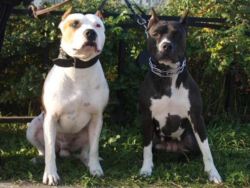 אמריקאי פיטבול טרייר איך לטייל עם פיטבולים