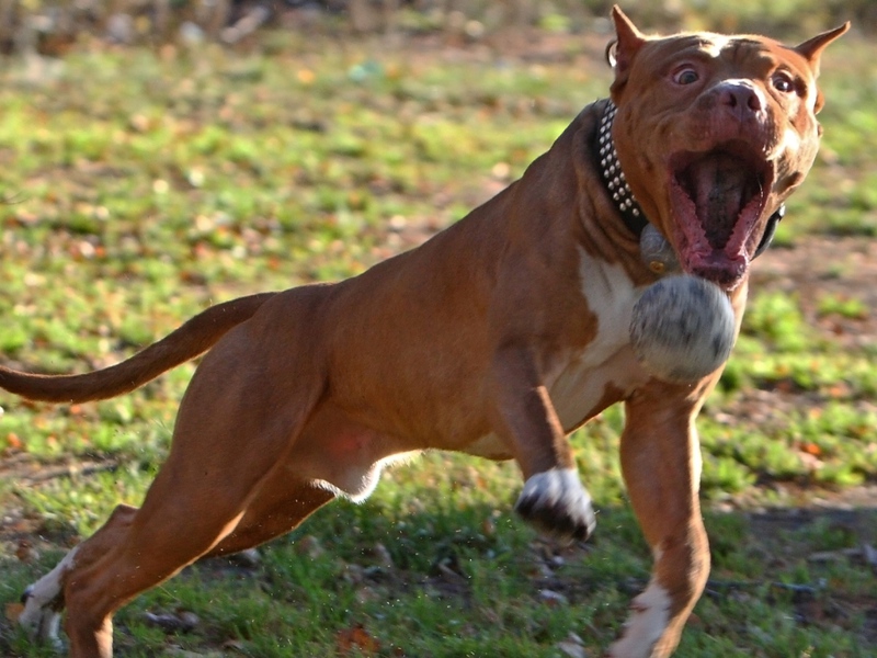 דמות פיטבול מזג של כלב פיטבול