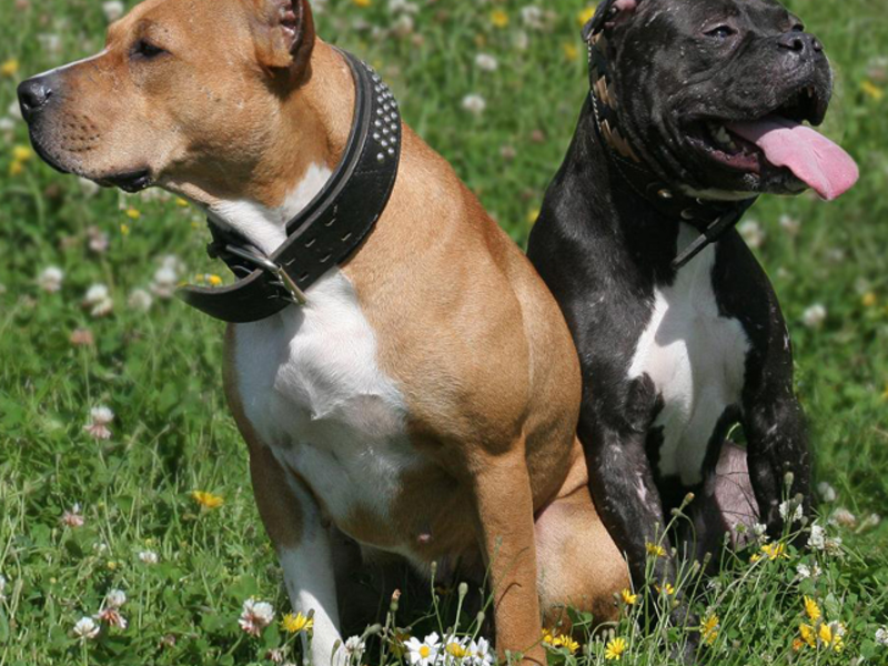 אמריקאי פיטבול טרייר פיטבול אמריקאי