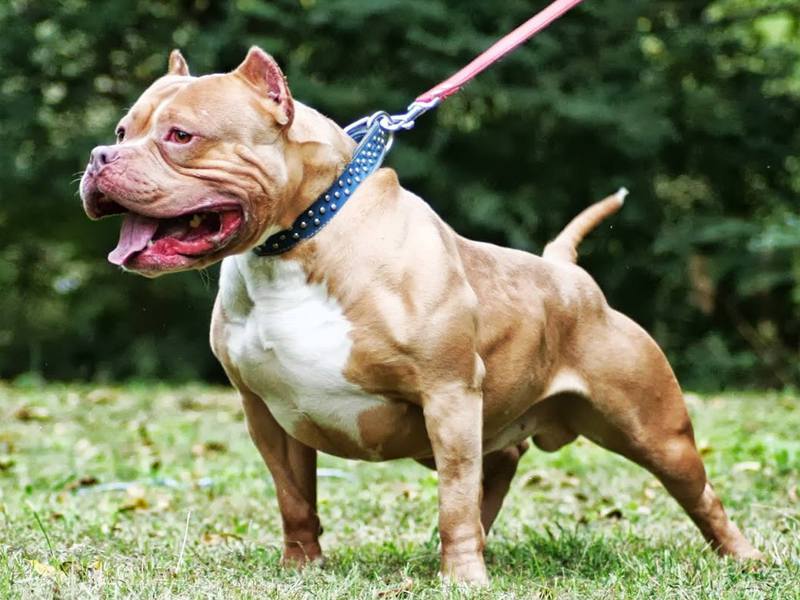 איך לטפל בפיטבולים טיפוח פיטבול