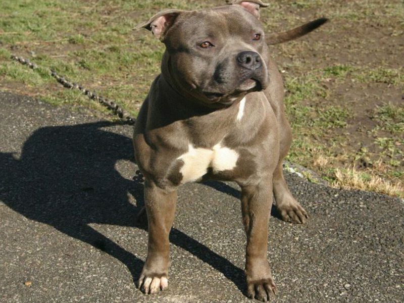 המראה של פיטבולים איך נראה כלב פיטבול?