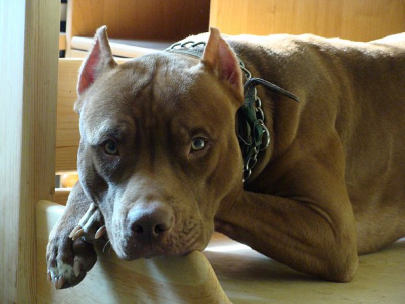 תיאור גזע הפיטבול פיט אמריקאי