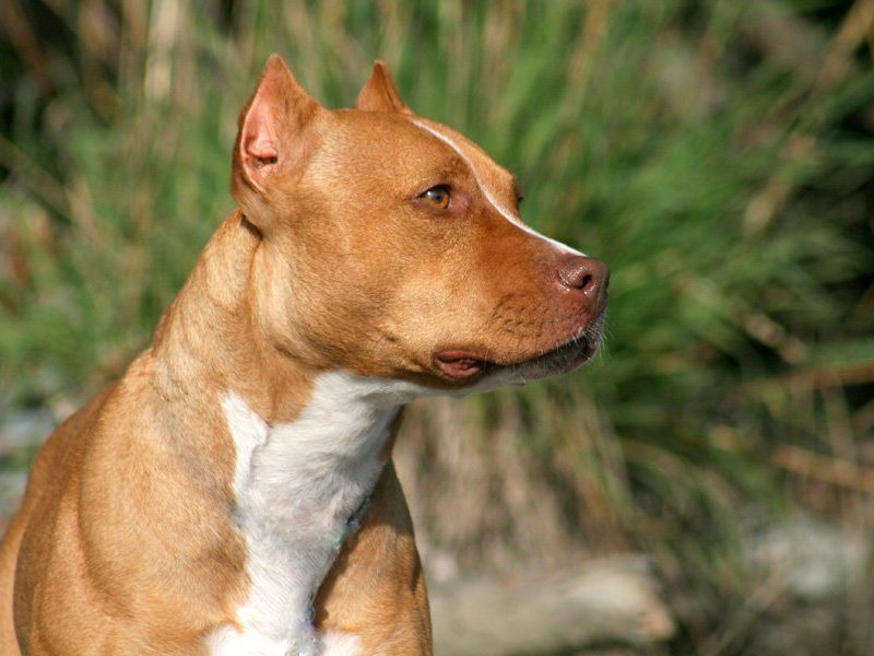 המראה של פיטבולים צבע הפרווה של פיטבול