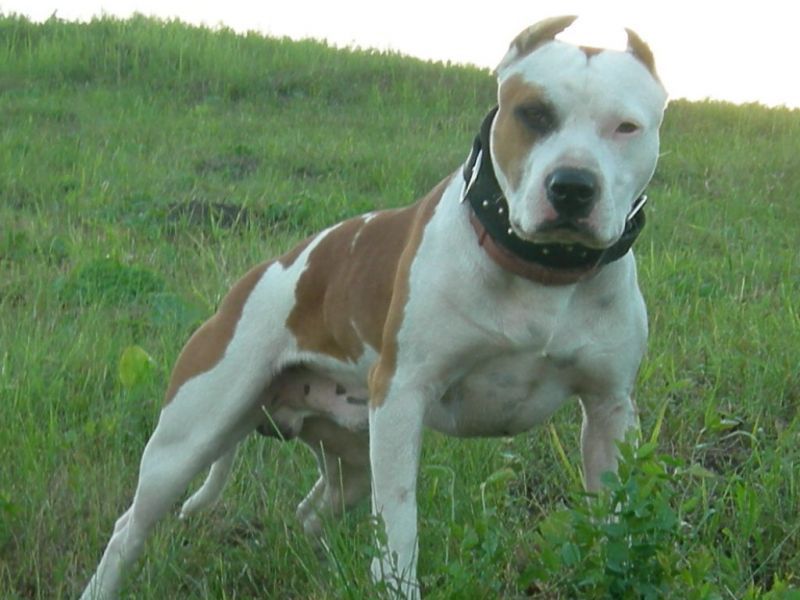 מהם ההרגלים של פיטבולים? אמריקאי פיטבול טרייר