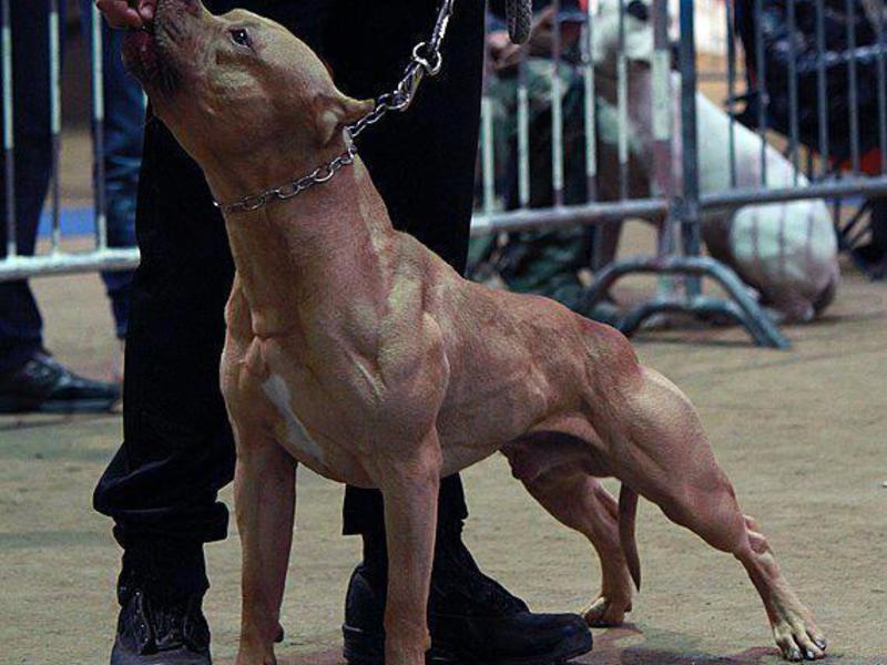 התנהגות פיטבול התנהגות ואילוף של פיטבול