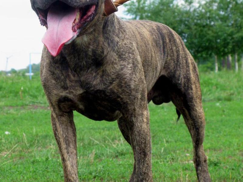מאפייני גזע הפיטבול גזע כלבים ותיאורו