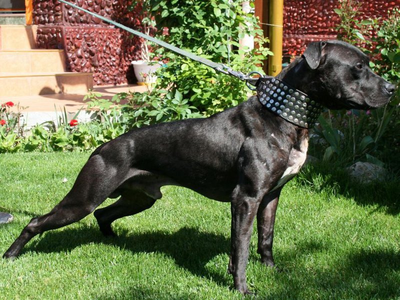 תיאור גזע הפיטבול פיט אמריקאי