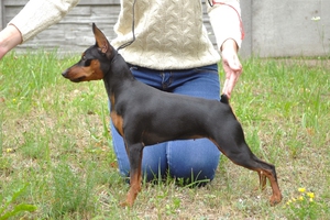 תיאור וסקירות של גזע הפינשר המיניאטורי