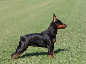 פינצ'ר מיניאטורי עם זנב ואוזניים עקומים בתמונה מוצג פינשר מיניאטורי עם זנב מעוקל.