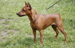 פינצ'ר מיניאטורי חום הפינצ'ר המיניאטורי החום הוא גם נציג מן המניין של הגזע.