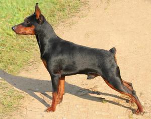 פינשר מיניאטורי / צוורגפינשר - איזה סוג כלבים הם? מיניאטורי פינשר הוא גזע צעצוע מיניאטורי.