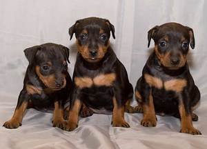 גורי פינצ'ר מיניאטוריים הם נציגים ראויים של הגזע.