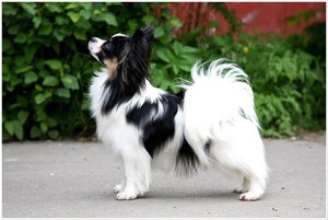 פפיון - התמונה מציגה את החיצוני הנכון של הגזע