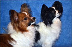 כלבי פפיון נשפטים בתערוכות על פי מספר פרמטרים.