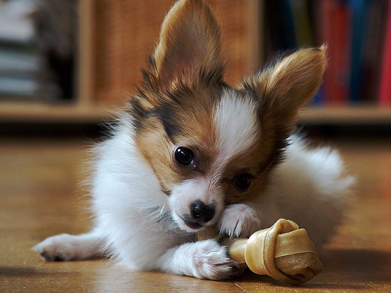 גורי פפיון - גורים בבית גור פפיון חייב לעמוד בתקני הגזע.