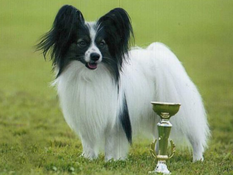 פפיון מנצח את המופע פפיון הוא אחד הנציגים הטובים ביותר של הגזע בתמונה.