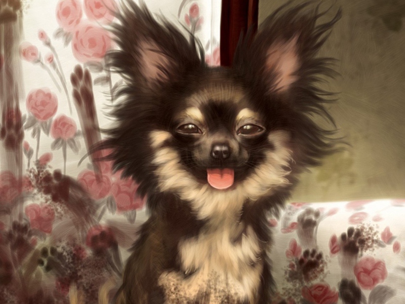 תמונה של פפיון צעיר כלבי פפיון דקורטיביים ויפים