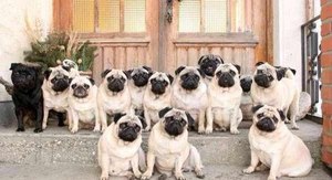 פאגים הם גזע כלבים עתיק יומין, שגודל בסין. פאגים הם כלבים קטנים ומצחיקים הידועים מאז ימי קדם.