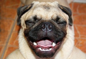 תמונה מקרוב של פאג תמונות של פאגים - כלבים מחייכים.