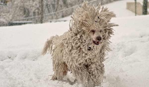 רועה הונגרי בטיול